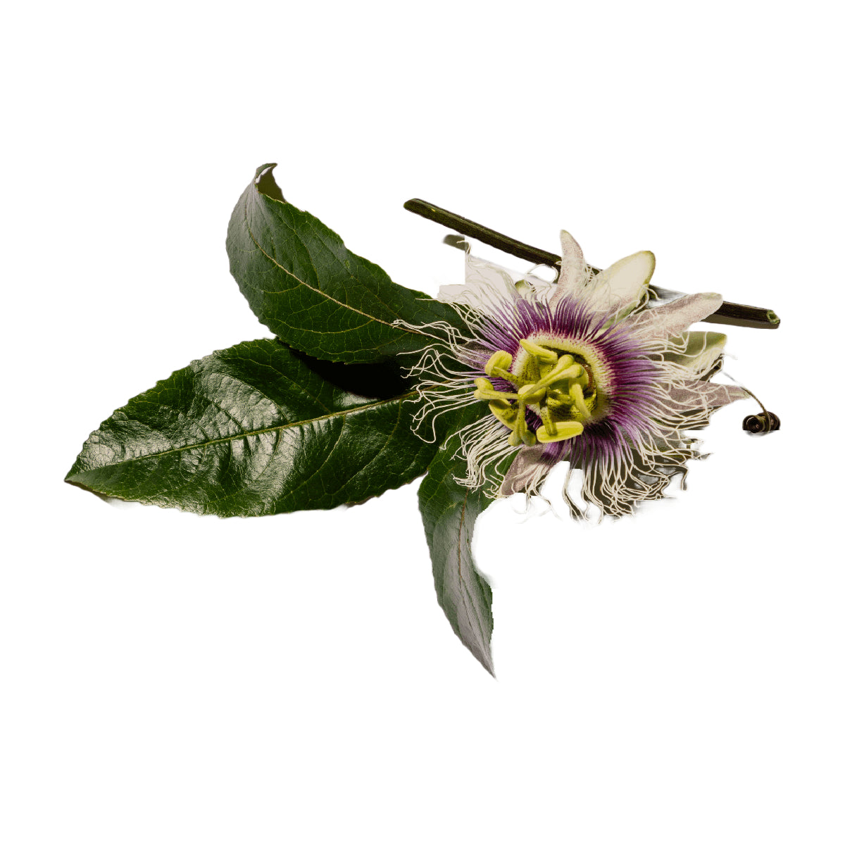 passionflower on white background