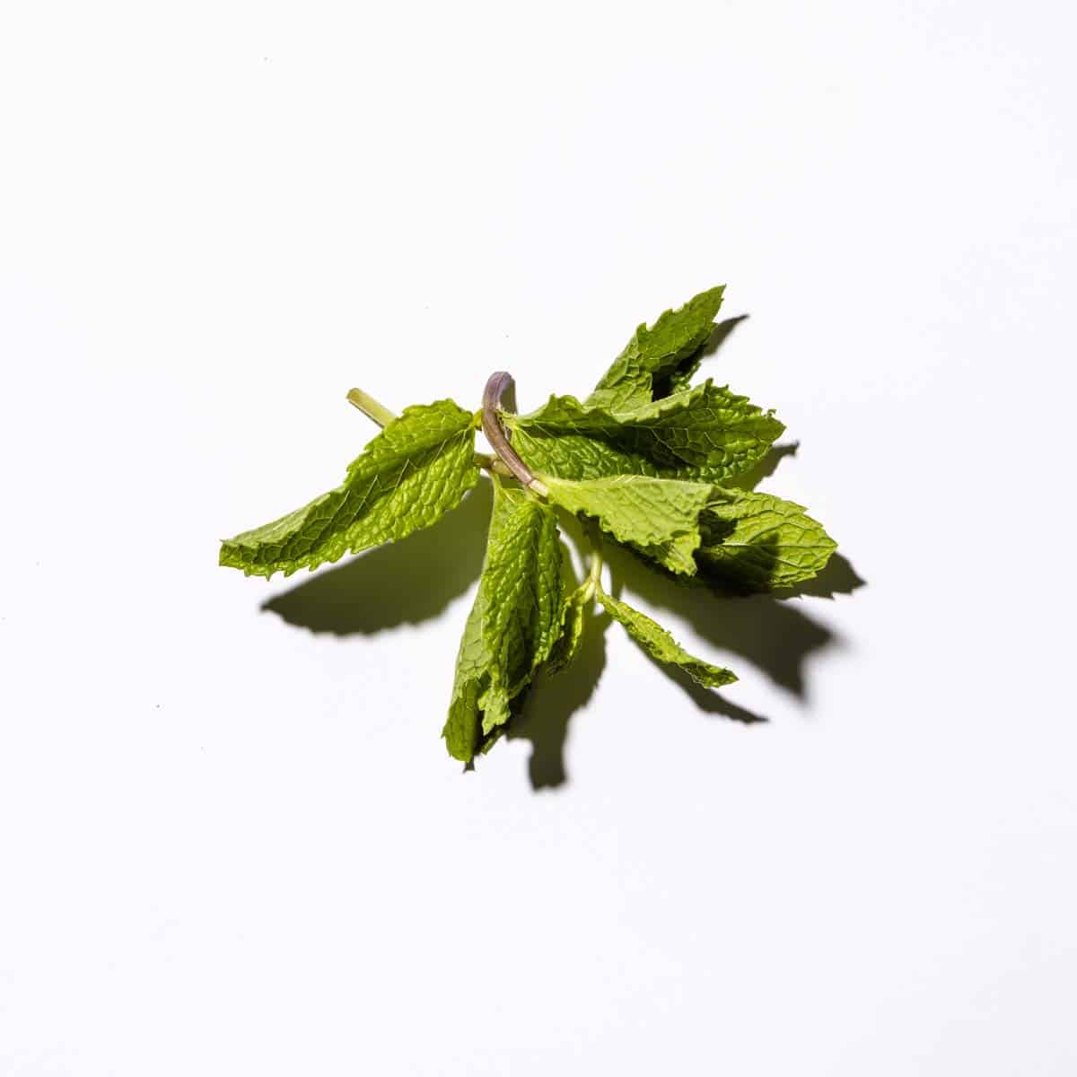 spearmint leaves on white background