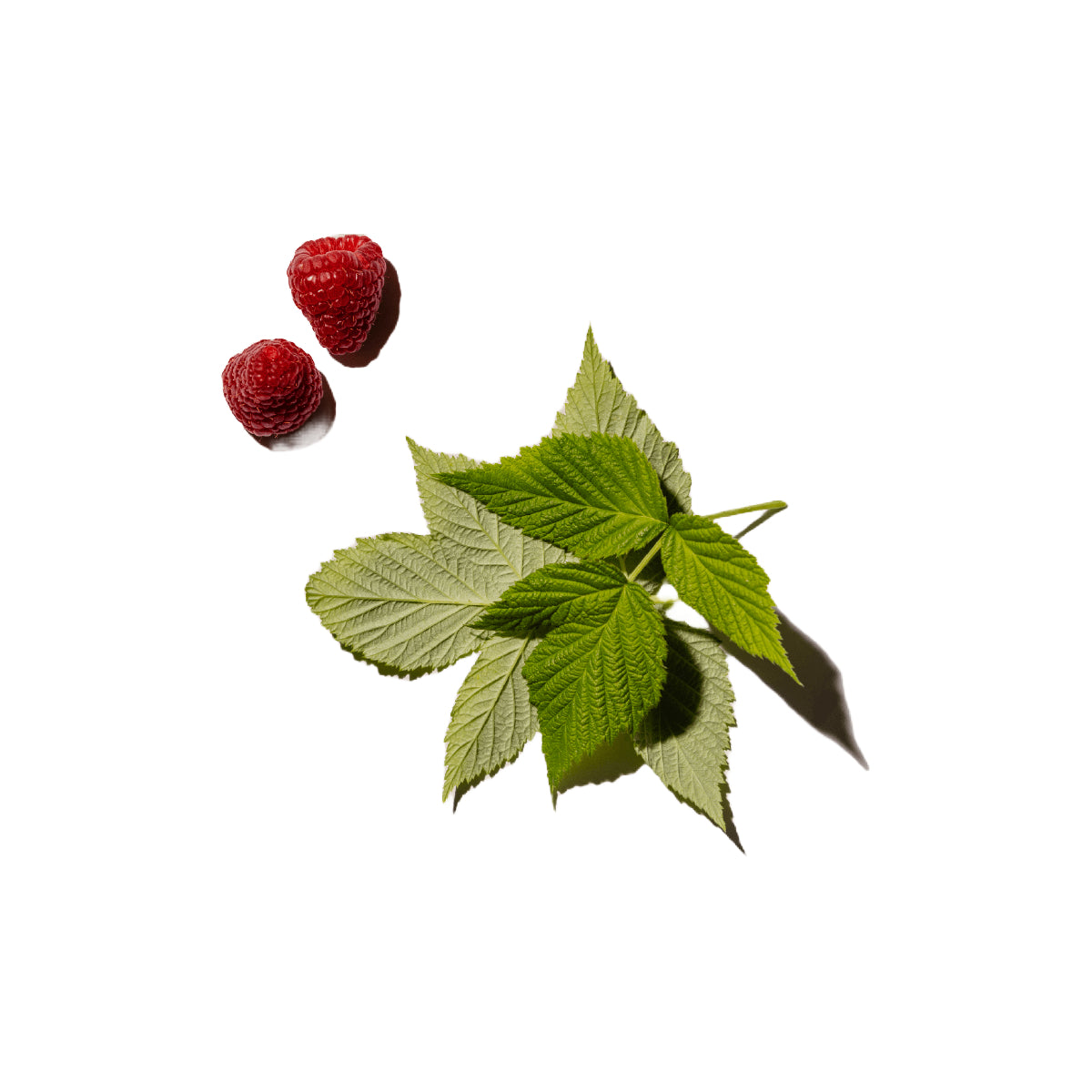 red raspberry leaves and berries on white background
