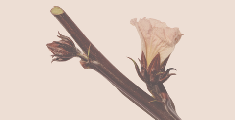 5 Native African Herbs