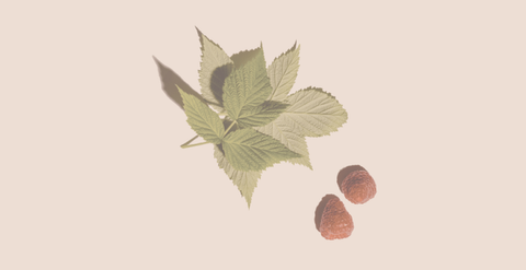 Should I Take Raspberry Leaves for Menstrual Health?