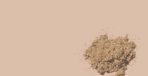 Mugwort: the "Weed" Used for Dream Divination and Period Pain Relief