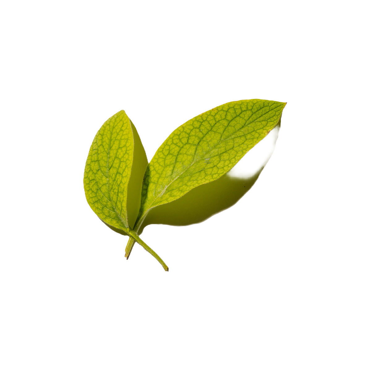 comfrey leaves on white background