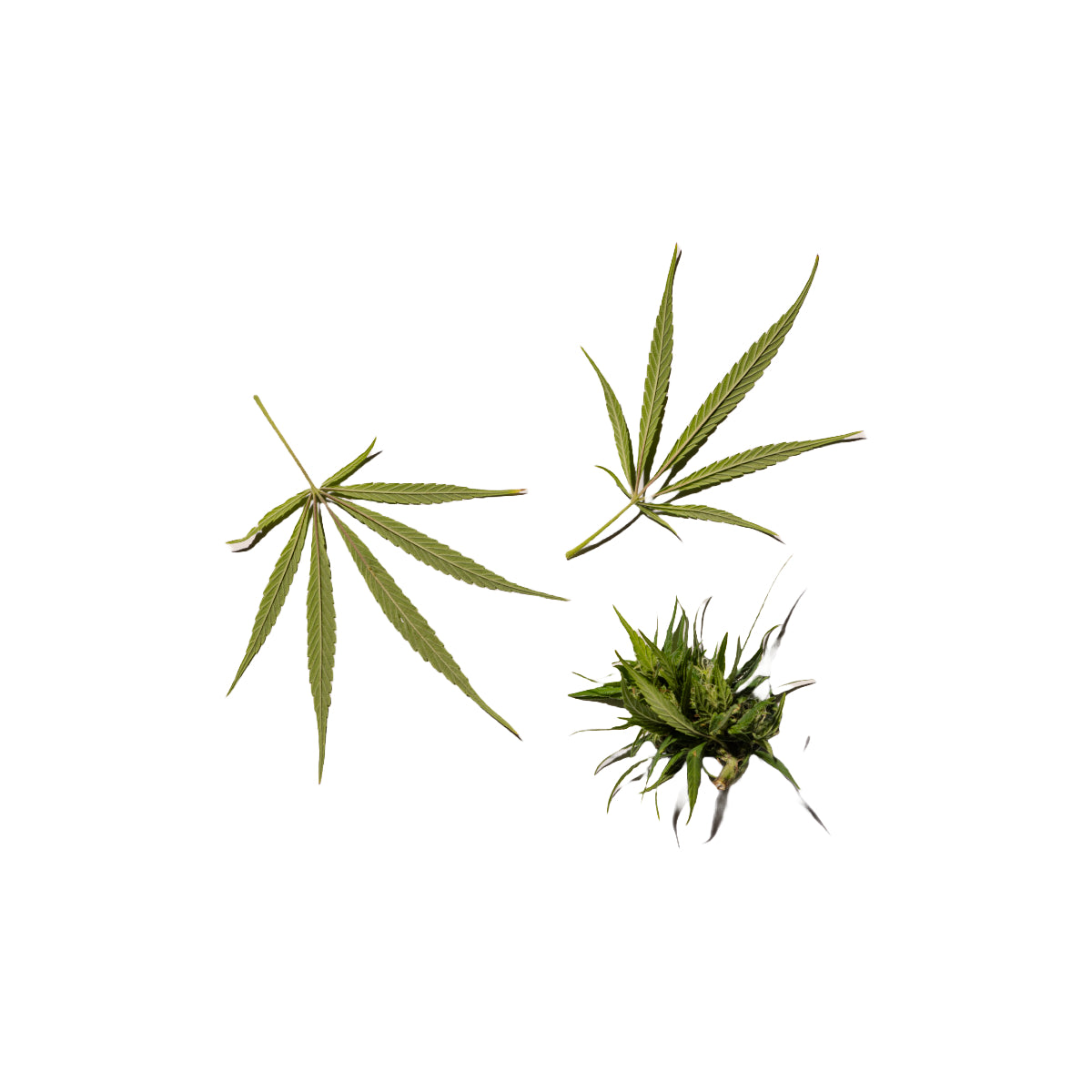 hemp leaves on white background