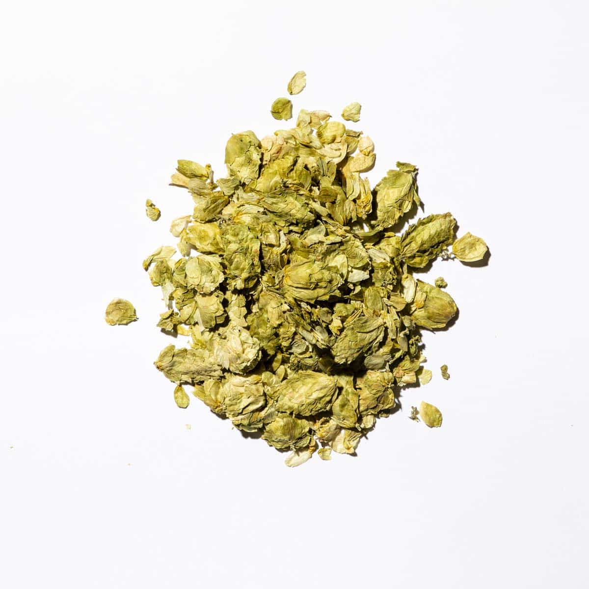 hops buds flowers on white background