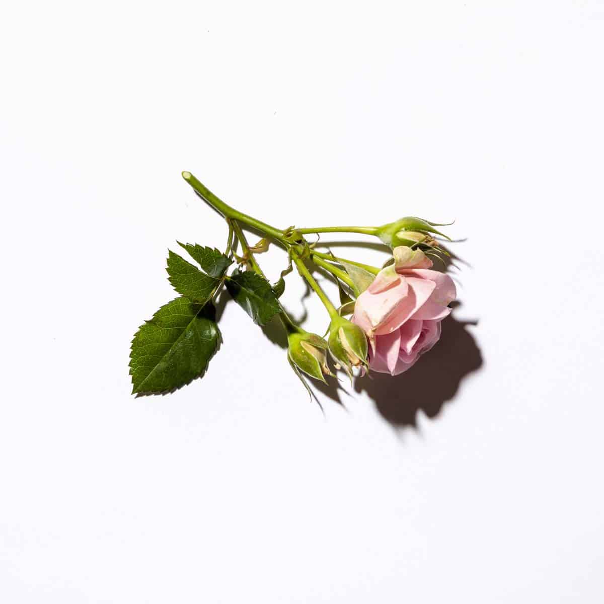 pink rose on white background