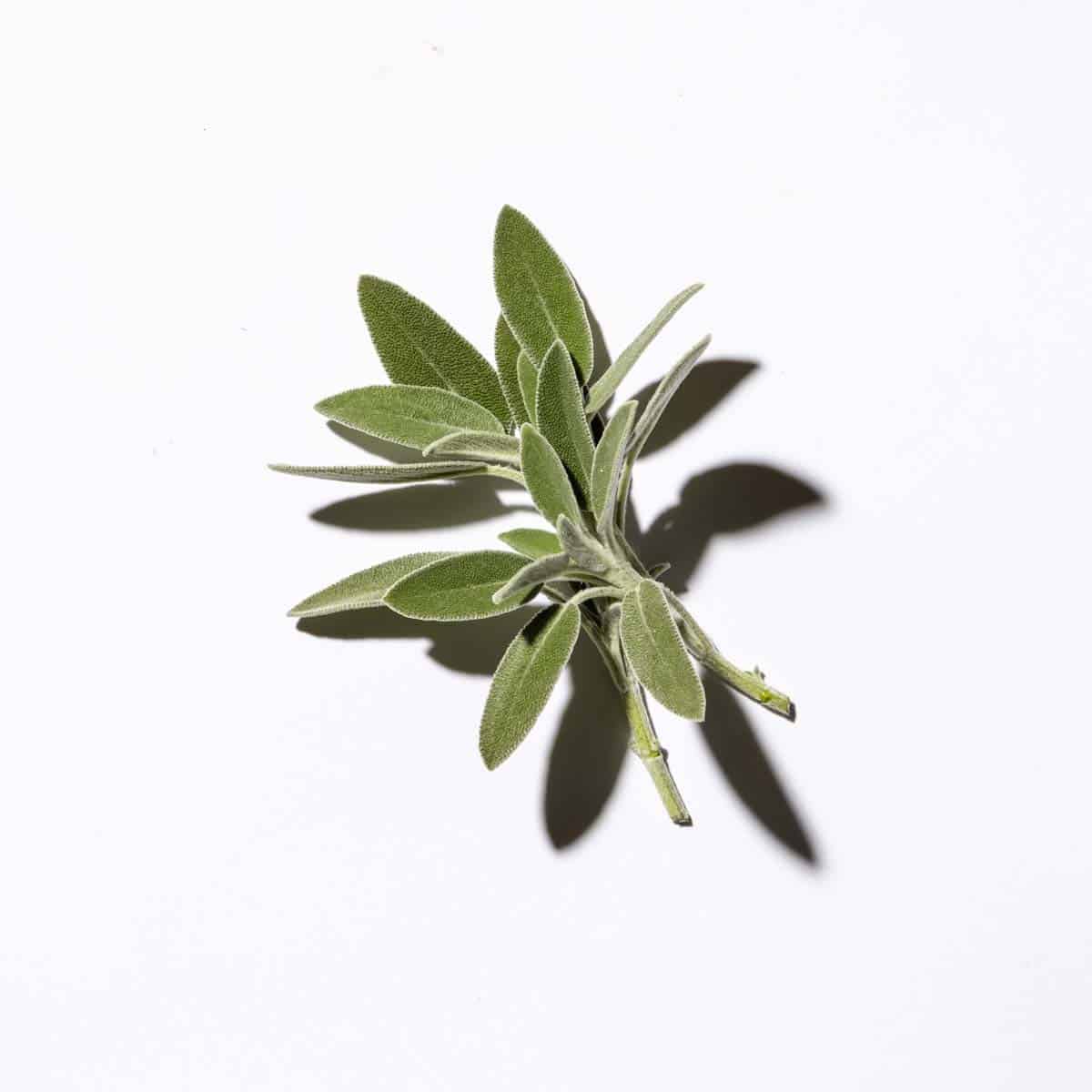 sage leaves white background