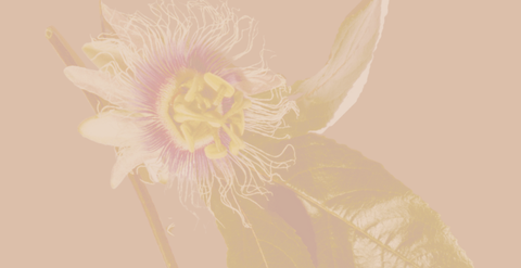 It's High Time to Harness the Power of Passionflower